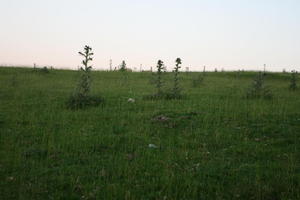 dusk, eye level view, field, grass, natural light, summer, The United Kingdom, vegetation, Wales