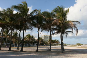 beach, bright, day, eye level view, Florida, Miami, palm, The United States, tropical, vegetation