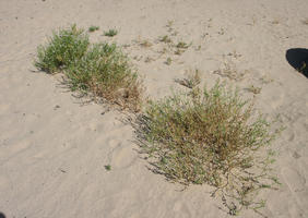 above, Canarias, close-up, day, direct sunlight, dunes, Las Palmas, shrub, Spain, spring, sunny