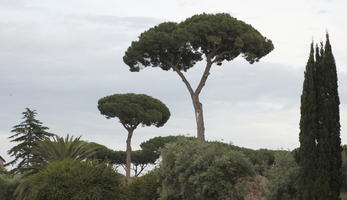 coniferous, day, eye level view, Italia , Lazio, natural light, parasol pine, pine, Rome, summer, tree, treeline