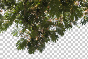 below, branch, broad-leaf tree, broad-leaved tree, cutout, cutout trees, day, diffuse, diffused light, flowering, summer