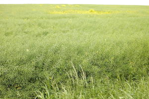 crop, day, eye level view, field, France, natural light, plant, spring