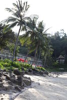 beach, coconut palm, Cocos nucifera, day, eye level view, palm, summer, sunny, Thailand