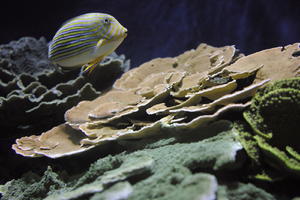 aquarium, artificial lighting, backlit, bright, close-up, coral, fish, Monaco, Monte Carlo, Monte-Carlo, museum, orthogonal