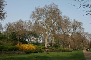 bush, day, deciduous, England, eye level view, flowered bush, London, park, shrub, spring, sunny, The United Kingdom, tree