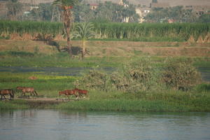 day, East Timor, Egypt, Egypt, eye level view, horse, natural light, palm, river, river Nile, tree, vegetation