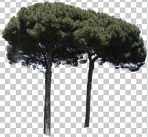 coniferous, cutout, cutout trees, day, evergreen, eye level view, pine, Pinus pinea, summer, sunny