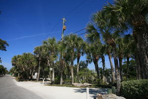 day, eye level view, Florida, Miami, natural light, palm, street, sunny, The United States, tropical, vegetation, winter