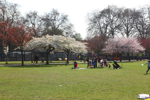 blooming, blossom, day, deciduous, England, eye level view, grass, group, London, park, people, picnicking, sitting, spring, sunny, The United Kingdom, tree