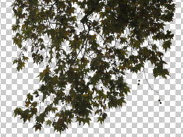 autumn, below, branch, broad-leaf tree, broad-leaved tree, cutout, cutout trees, day, deciduous, diffuse, diffused light