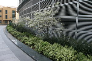 blossom, bush, day, diffuse, diffused light, England, eye level view, kerb, London, louvres, natural light, shrub, spring, The United Kingdom