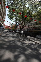 bright, broad-leaf tree, broad-leaved tree, Brunei, day, decoration, eye level view, lowered, street, summer, sunny