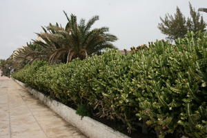 cactus, Canarias, day, diffuse, diffused light, evergreen, eye level view, Spain, succulent plant, summer