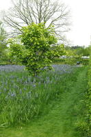 day, England, eye level view, flower, garden, grass, natural light, park, The United Kingdom, Woking