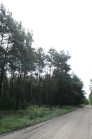 autumn, coniferous, day, diffuse, diffused light, eye level view, forest, Kopanica, Poland, road, treeline, Wielkopolskie