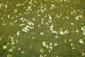 above, Austria, day, diffuse, diffused light, flower, grass, natural light, Niederosterreich, Pochlarn, spring