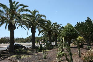 cactus, Canarias, Cardon Canario, day, direct sunlight, Euphorbia canariensis, evergreen, eye level view, garden, Las Palmas, palm, Phoenix canariensis, Spain, spring, succulent plant, sunny