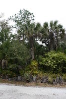 ambient light, bush, day, diffuse, diffused light, eye level view, Florida, overcast, palm, The United States, vegetation, winter