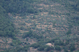 Arezzo, day, diffuse, diffused light, elevated, Italia , Toscana, valley, woodland