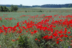 Poland