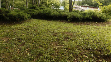 bush, Croatia, day, diffuse, diffused light, eye level view, grass, Karlovacka, natural light, shrub, summer