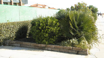 autumn, bush, day, direct sunlight, eye level view, garden, greenery, morning, plant, shrub, sunlight, sunny, vegetation