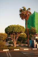 day, dusk, East Timor, Egypt, Egypt, eye level view, natural light, street, tree, vegetation