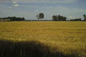 crop, day, direct sunlight, eye level view, field, Poland, summer, sunny, Wielkopolskie