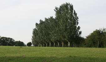 day, England, eye level view, grass, London, park, poplar, summer, sunny, The United Kingdom, treeline