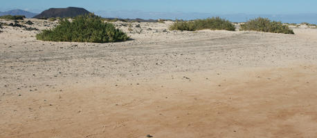 bush, Canarias, day, desert, eye level view, Las Palmas, shrub, Spain, summer, sunny