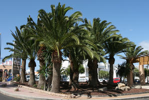 Canarias, day, direct sunlight, evergreen, eye level view, Las Palmas, palm, Phoenix canariensis, Spain, spring, sunny