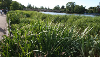 day, England, eye level view, flower, London, park, reed, shrub, summer, sunny, The United Kingdom