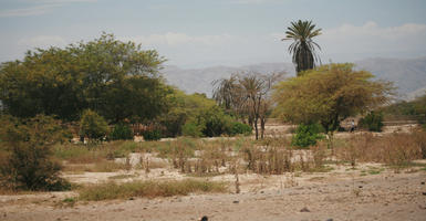 acacia, bush, day, desert, evergreen, eye level view, palm, Peru, Phoenix canariensis, shrub, summer, sunny