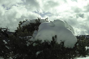 below, coniferous, day, evergreen, France, Greolieres, Provence Alpes Cote D