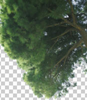 below, coniferous, cutout, cutout trees, day, evergreen, pine, sunny