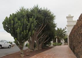 autumn, cactus, Canarias, day, diffuse, diffused light, evergreen, eye level view, palm, pavement, Spain, succulent plant