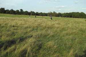 autumn, bright, day, England, eye level view, field, grass, London, park, The United Kingdom, vegetation