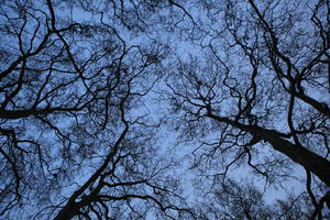 below, England, evening, London, The United Kingdom, tree, tree canopy