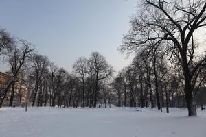 afternoon, day, deciduous, diffuse, diffused light, eye level view, natural light, park, Poland, Poznan, snow, tree, Wielkopolskie