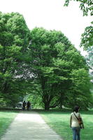 day, England, eye level view, natural light, park, The United Kingdom, tree, Woking