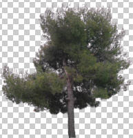 afternoon, ambient light, cloudy, coniferous, cutout, cutout plants, cutout trees, day, diffuse, diffused light, evergreen, eye level view, overcast, pine, Pinus halepensis, tree