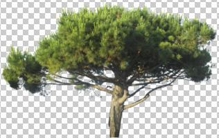 coniferous, cutout, cutout trees, day, evergreen, eye level view, summer, sunny