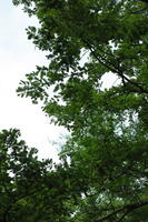 below, branch, day, England, natural light, The United Kingdom, tree, Woking