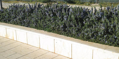 afternoon, Croatia, day, elevated, natural light, plant, plaza, shrub, spring, sunlight, sunny, vegetation