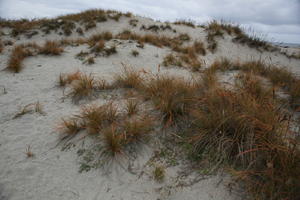 day, diffuse, diffused light, eye level view, grass, natural light, New Zealand, overcast, plant, sand dune, summer, West Coast