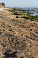 day, Florida, lowered, Sarasota, seascape, seaweed, shore, sunny, sunshine, The United States, winter