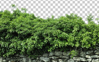 cutout, cutout plants, day, eye level view, ivy, shrub, summer, sunny