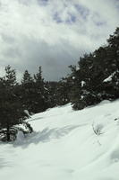 coniferous, day, evergreen, eye level view, France, Greolieres, hill, Provence Alpes Cote D