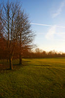 bright, England, eye level view, grass, Oxford, park, sunset, The United Kingdom, tree, vegetation, winter