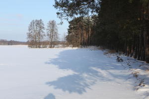 afternoon, bright, coniferous, day, deciduous, eye level view, Poland, shady, snow, sunny, tree, Wielkopolskie, winter, woodland